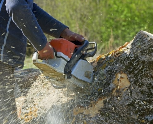 Tree services Sussex