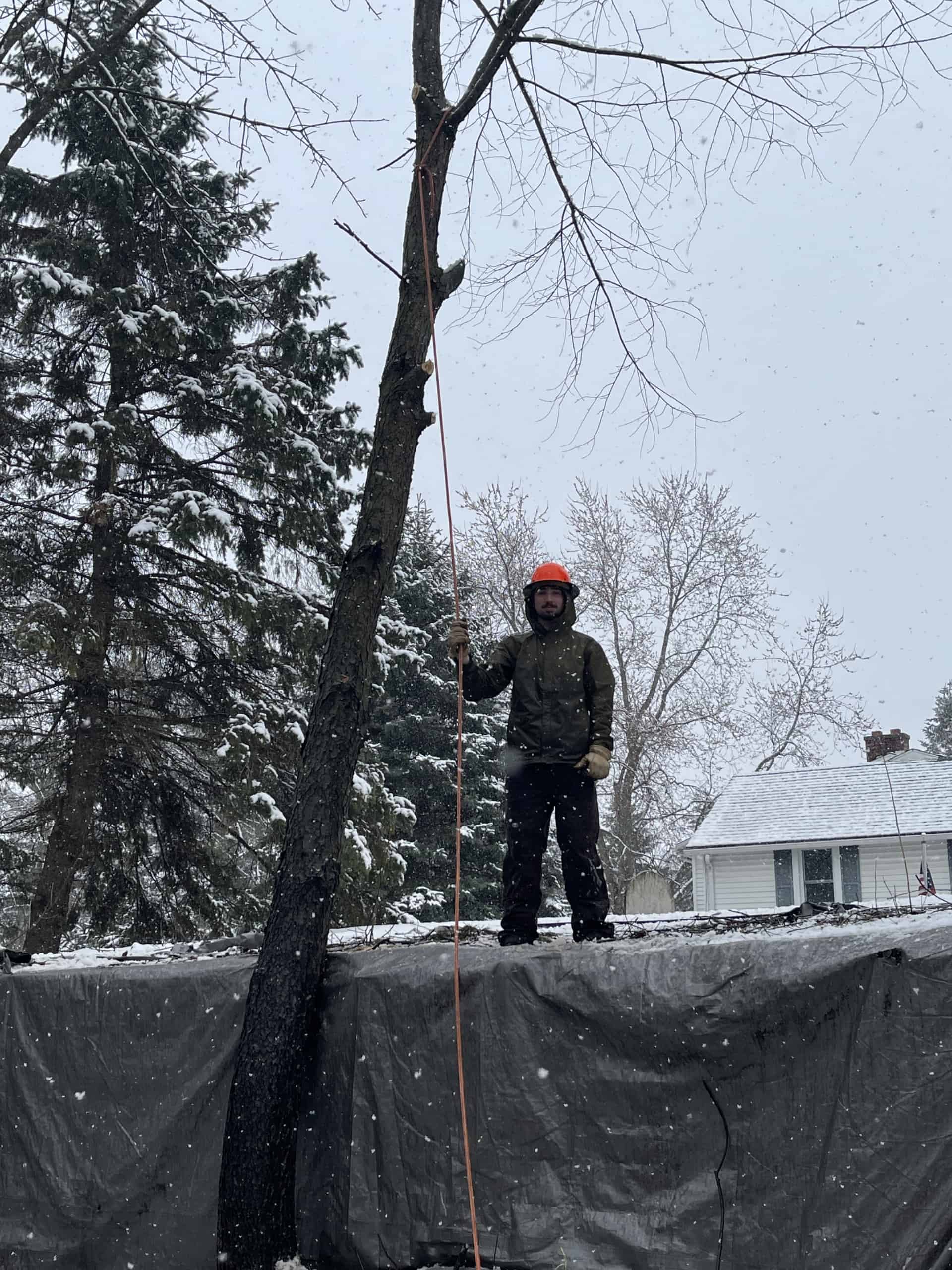 tree-service-sussex-wi-tree-service-companies-tree-trimming